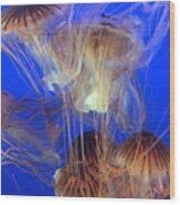 Jellyfish Wood Print