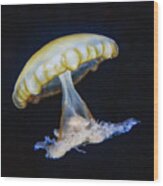 Jellyfish No. 1 Wood Print