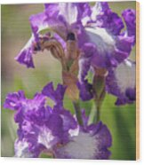 Jesse's Song 1. The Beauty Of Irises Wood Print