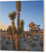 Joshua Tree At Sunset Wood Print