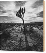Joshua Tree - Joshua Tree National Park, United States - Black And White Photography Wood Print