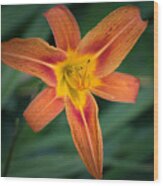 July Tiger Lily Wood Print