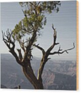 Juniper Tree At Grand Canyon Ii Wood Print