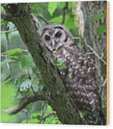 Juvenile Barred Owl Wood Print