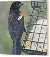 Juvenile Red Wing Blackbird At Suet Feeder Wood Print
