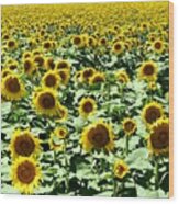 Kansas Sunflower Field Wood Print