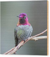 Karisa's Hummingbird.1 Wood Print