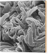 Kefir Bacteria Wood Print
