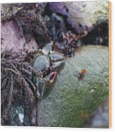 Kelp Crab Wood Print