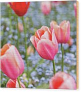 Keukenhof Tulips - Amsterdam Wood Print