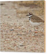 Killdeer - 1893 Wood Print