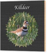 Killdeer Wood Print