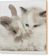 Kitten Cute Wood Print