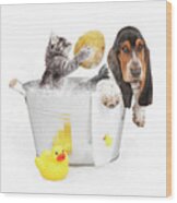 Kitten Washing Basset Hound In Tub Wood Print