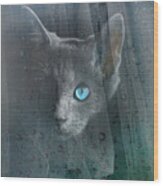 Kitty At The Window Wood Print