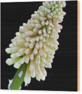 Kniphofia Uvaria Wood Print