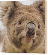 Koala 4 Wood Print