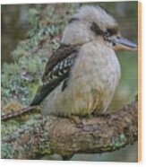 Kookaburra 4 Wood Print