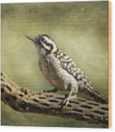 Ladder-backed Woodpecker Wood Print