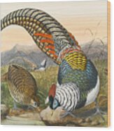 Lady Amherst's Pheasant. Chrysolophus Amherstiae Wood Print