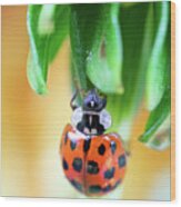 Lady Bug In A Heatwave Wood Print