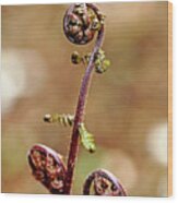 Lady Fern Spirals Wood Print