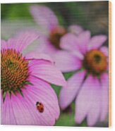 Lady Of The Cone Flowers Wood Print