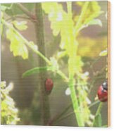 Ladybug Ladybug Wood Print