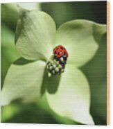 Ladybug On Dogwood Wood Print