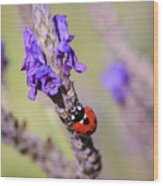 Ladybug On Lavender Wood Print