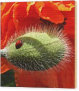 Ladybug On Poppy Wood Print