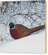 Lake Country Pheasant Wood Print