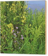 Lakeside Wildflowers In Lake County Wood Print