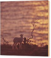 Lamb Watching A Sunset Wood Print