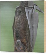 Large Flying Fox Pteropus Vampyrus Wood Print