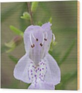 Largeflower False Rosemary #1 Wood Print