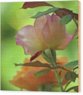 Late Summer Roses - Images From The Garden - Floral Photography Wood Print