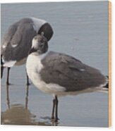 Laughing Gull Wood Print