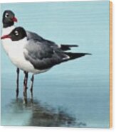Laughing Gulls Tranquil Moment Wood Print