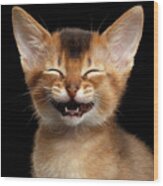 Laughing Kitten Wood Print