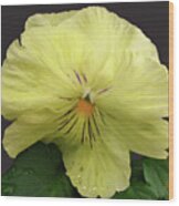 Laughing Pansy Wood Print
