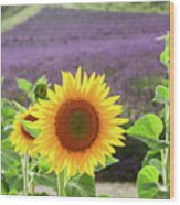 Lavender And Sunflowers Field Wood Print