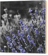 Lavender B And W Wood Print