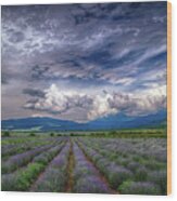 Lavender Field Wood Print