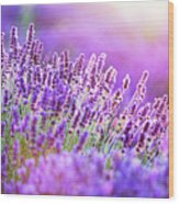 Lavender Flower Field At Sunset. Wood Print