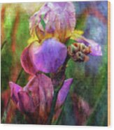 Lavender Iris Impression 0056 Idp_2 Wood Print