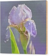 Lavender Iris In The Morning Sun Wood Print