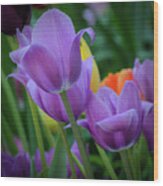 Lavender Tulips Wood Print
