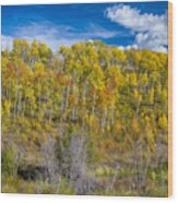 Layers Of Colors Of An Aspen Tree Forest Wood Print