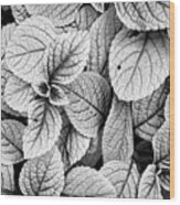 Leaves Black And White - Nature Photography Wood Print